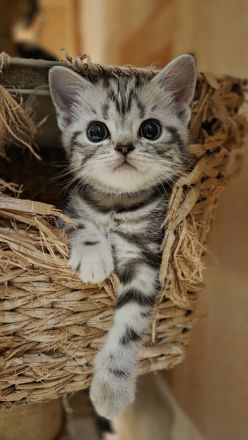 Abgabebereit ღ STAMMBAUM Reinrassige Britisch Kurzhaar BKH Kitten Black Golden Silver Tabby Whiskas