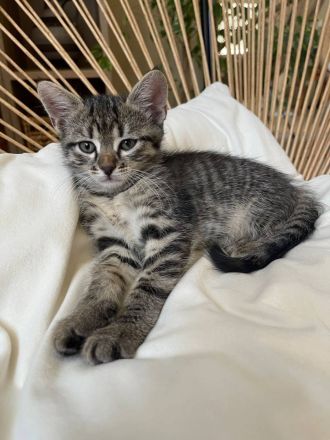 Katzenbabys Kitten