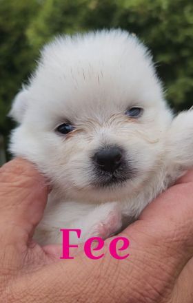 zuckersüße Pomeranianwelpen