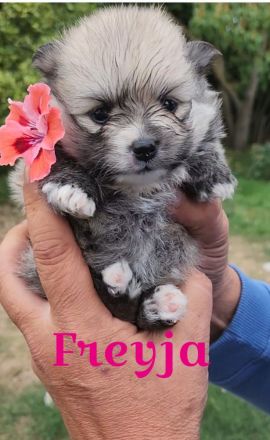 zuckersüße Pomeranianwelpen