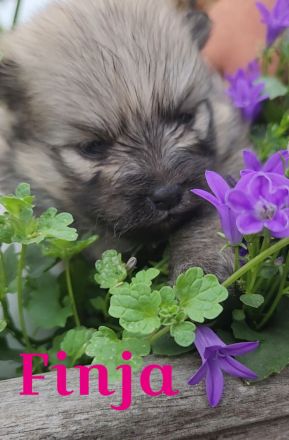 zuckersüße Pomeranianwelpen