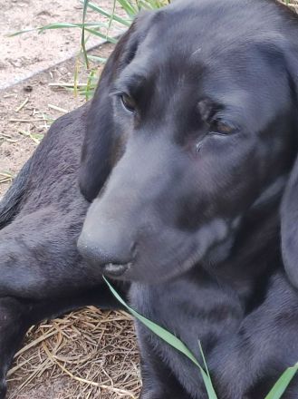Mischlingswelpen Weimaraner