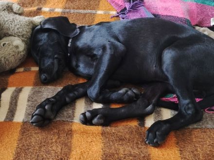 Mischlingswelpen Weimaraner