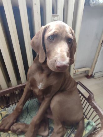 Mischlingswelpen Weimaraner