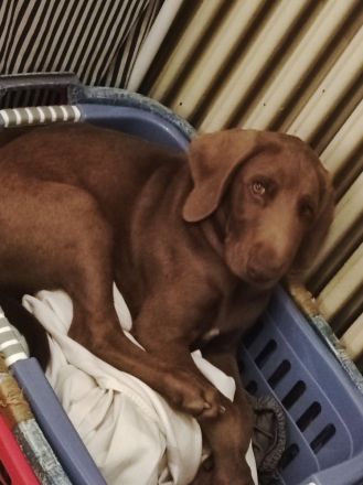 Mischlingswelpen Weimaraner
