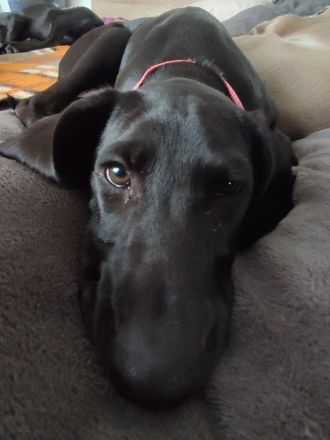 Mischlingswelpen Weimaraner