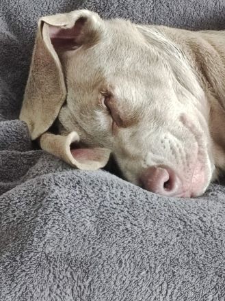 Mischlingswelpen Weimaraner