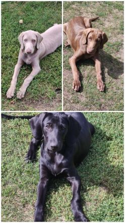 Mischlingswelpen Weimaraner
