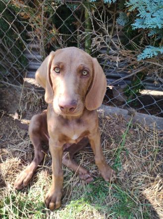Weimaraner Mix Welpen