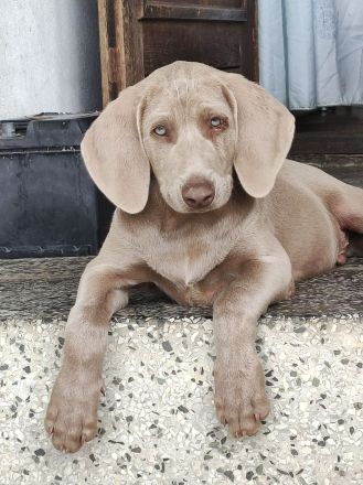 Weimaraner Mix Welpen