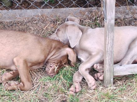 Weimaraner Mix Welpen