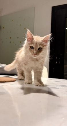 Mainecoon kitten männlich