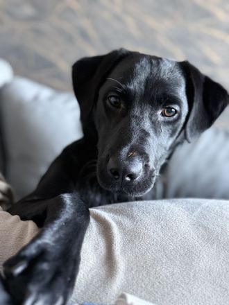 Labrador Hündin.