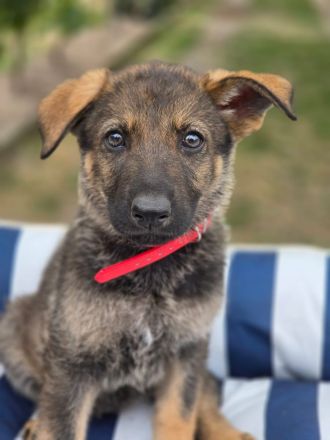 Deutsche graue Schäferhund Welpen