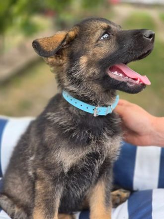 Deutsche graue Schäferhund Welpen