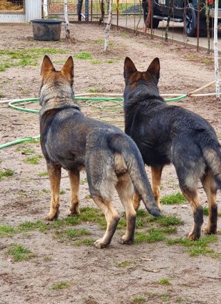Deutsche graue Schäferhund Welpen
