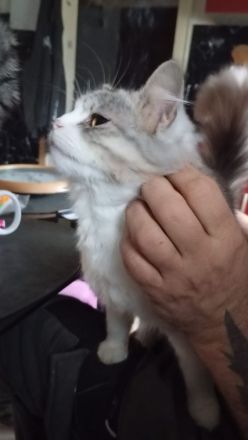 Phillip sucht ein neues zuhause