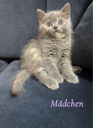 Bkh kitten zu verkaufen 🐾 abholbereit