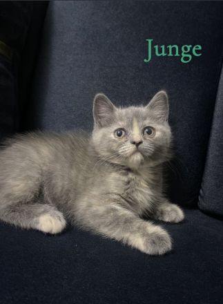 Bkh kitten zu verkaufen 🐾 abholbereit