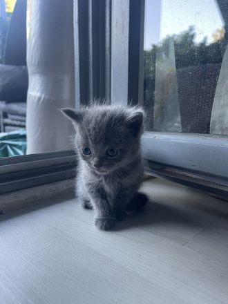 BKH Kitten