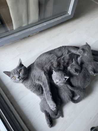 BKH Kitten