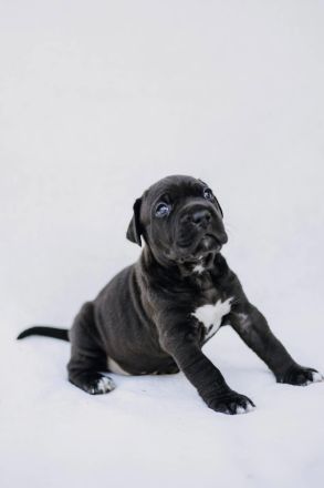 Cane Corso x American Bully XL Welpen