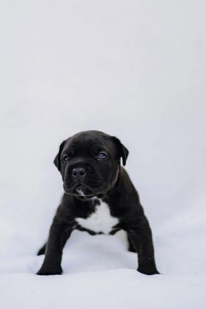 Cane Corso x American Bully XL Welpen