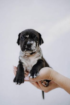 Cane Corso x American Bully XL Welpen