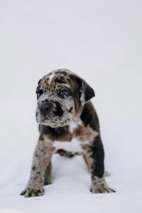 Cane Corso x American Bully XL Welpen