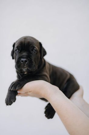 Cane Corso x American Bully XL Welpen