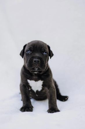 Cane Corso x American Bully XL Welpen