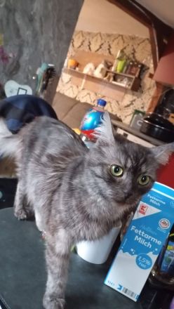 Neila sucht ein liebevolles zuhause