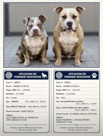 American Bully Pärchen – nur zusammen in gute Hände 🐾