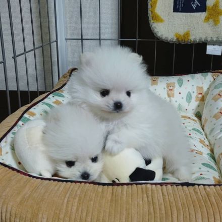 Kleine Pomeranian-Welpen