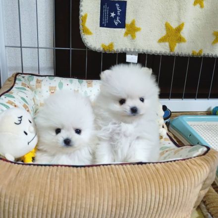 Kleine Pomeranian-Welpen