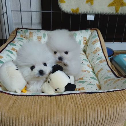 Kleine Pomeranian-Welpen