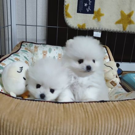Kleine Pomeranian-Welpen