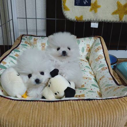 Kleine Pomeranian-Welpen