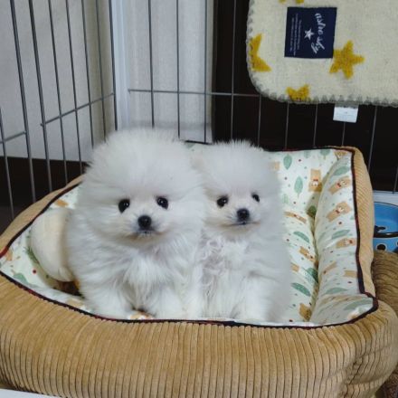 Kleine Pomeranian-Welpen