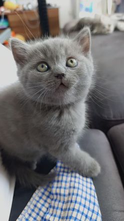 Scottish-Fold-Kätzchen suchen ein neues Zuhause