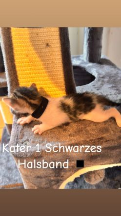 6 Bengal Kitten