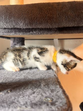 6 Bengal Kitten