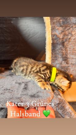 6 Bengal Kitten