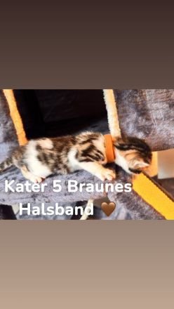 6 Bengal Kitten