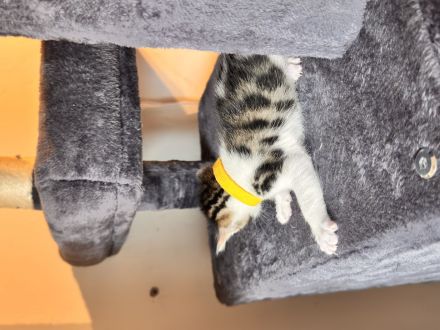 6 Bengal Kitten