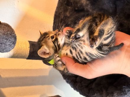 6 Bengal Kitten
