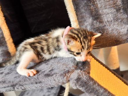 6 Bengal Kitten