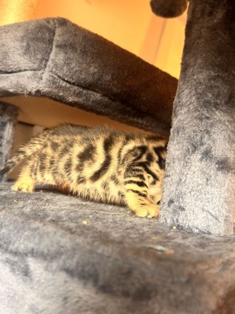 6 Bengal Kitten