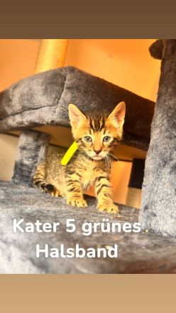 6 Bengal Kitten