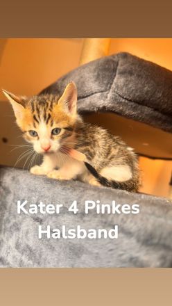 6 Bengal Kitten